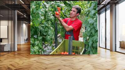 Farmer Picking Tomatoes Wall mural