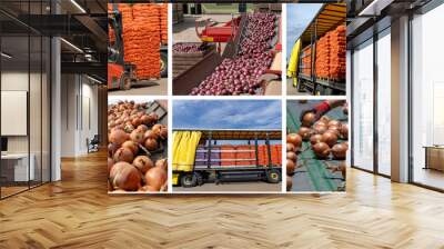 Onion Production and Processing in Packing House Facility Prior Distribution to Market - Photo Collage. Loading Truck With Palletized Onion Bags. Onion Processing Line. Transport and Logistics. Wall mural