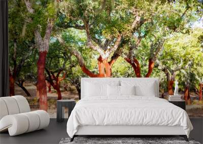 Beautiful view on the plantation of cork oak trees with freshly crumbled bark in Portugal Wall mural