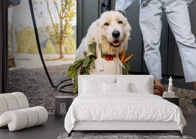 Cute dog carrying shopping bag full of fresh groceries on her neck sitting with female owner near car and home. Concept of dogs helpers, healthy eating and friendship with pets. Maremma shepherd breed Wall mural