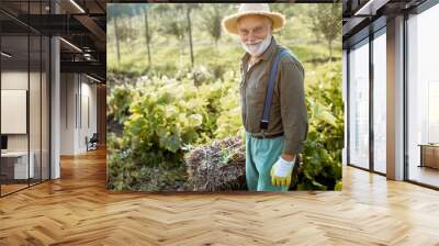 Senior man carrying hay on an organic vegetable garden during the sunny day outdoors. Concept of growing organic products and active retirement Wall mural