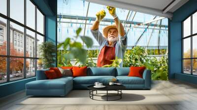 Senior man growing sweet peppers, tying the branches up in the hothouse on a small agricultural farm. Concept of a small agribusiness and work at retirement age Wall mural