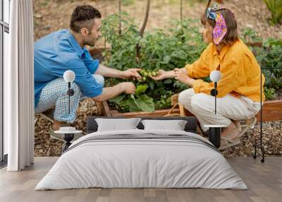 Young couple growing cherry tomatoes, harvesting vegetables at home garden. Concept of healthy and sustainable lifestyle. Local growing organic food Wall mural