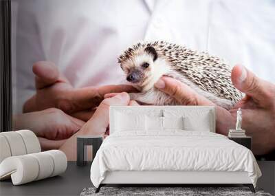 domestic hedgehog being taken care of by veterinarians, animal care Wall mural