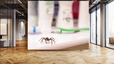 Poisonous spider inside residential toilet. Arachnophobia concept, fear of spider. Spider bite or fingering. Wall mural