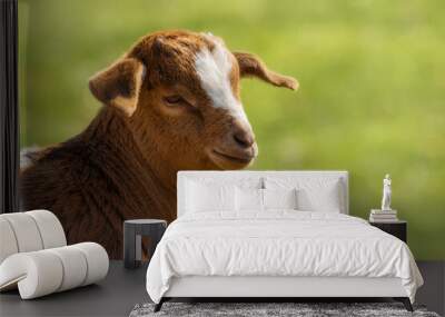 Cute young Boer goat on a pasture Wall mural