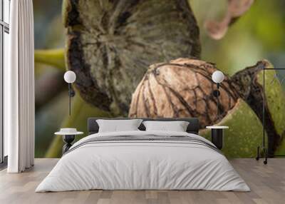 walnut in bolster Wall mural