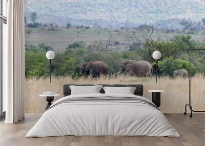 African elephant: Loxodonta Wall mural