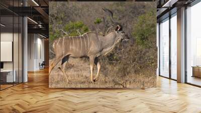 Kudu bull Wall mural