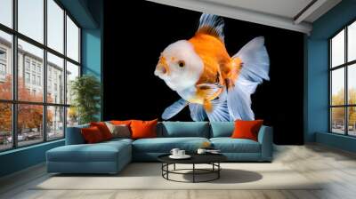 goldfish in a glass Wall mural