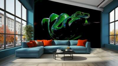 Green tree phyton Wall mural