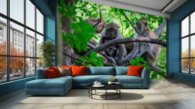 Longtail macaque on the tree in rainforest Wall mural