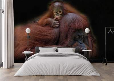 Orangutan and baby Wall mural