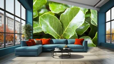 Sassafras Leaves with Morning Dew Close-Up Wall mural