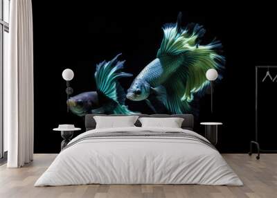 Beautiful siamese betta fish, fighting siamese fish with green blue red orange gold black white pink colours , underwater photography isolated on black background, Generative AI Wall mural