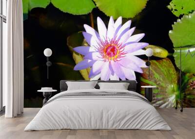 beautiful lotus flower or water lily in pond Wall mural