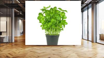 fresh basil plant Wall mural