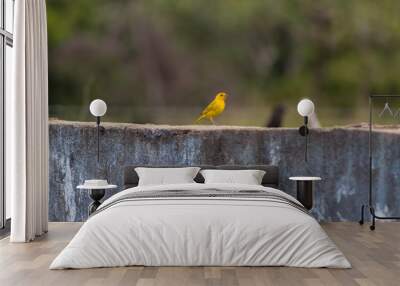 little yellow bird on a wall Wall mural