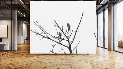 two birds on a tree black and white Wall mural