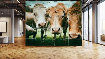 cow and calf Wall mural