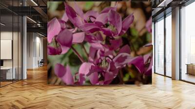 The purple Cyclamen Wall mural