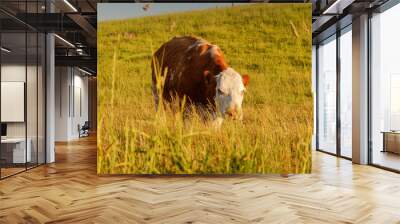 White and brown Cow on a grass meadow in moody and warm sunset light with blue sky Wall mural