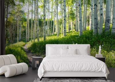 A beautiful summer hiking trail through Aspen Tree grove on Vail Colorado ski resort mountain Wall mural