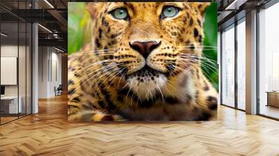 This close up portrait of an endangered Amur Leopard was shot at a local zoo in a light overcast condition at an after hours event. Normally, this cat is hard to shoot as it is nocturnal an sleeping  Wall mural