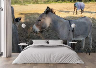 two horses in a field Wall mural