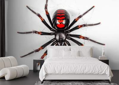 spider black widow isolated on white background Wall mural