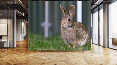 Brown and white bunny on grass Wall mural