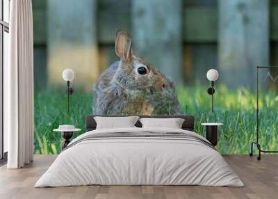 bunny on grass Wall mural