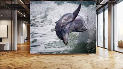 Dolphin Jumping Wall mural