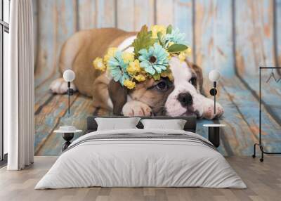 English Bulldog on blue wooden background Wall mural