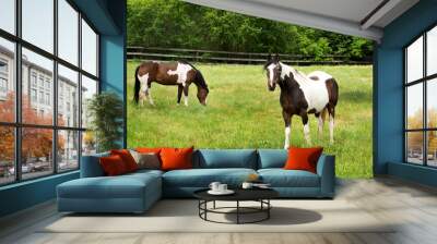 two horses on a meadow Wall mural