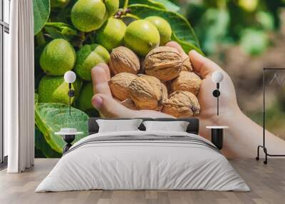 A child harvests nuts in the garden. Selective focus. Wall mural