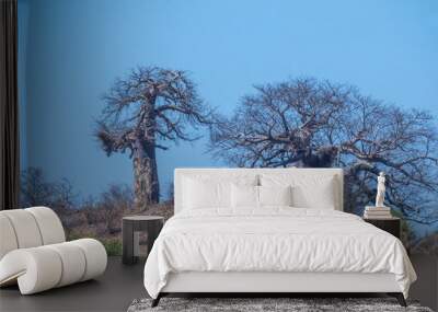 Baobab trees isolated on a hill against a clear blue sky in an African landscape image in horizontal format with copy space Wall mural