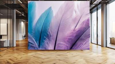 beautiful abstract colorful blue and light purple feathers on white background and soft white pink feather texture on white pattern and purple background Wall mural