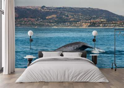 Blue whale tail fluke off Dana Point, California Wall mural