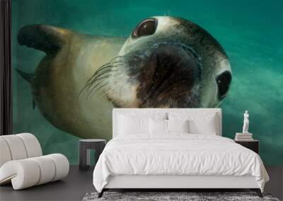 Australian Sea Lion underwater portrait photo	 Wall mural