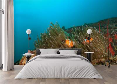 Clownfish anemonefish fish anemone Wall mural