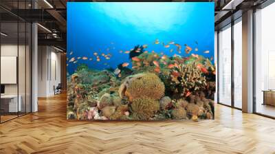 Coral reef underwater sea ocean Wall mural