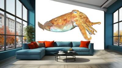 Cuttlefish sepia fish isolated on white background Wall mural