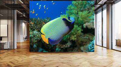 Emperor Angelfish (Pomacanthus imperator) Wall mural