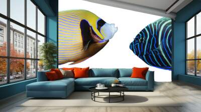 Emperor Angelfish: adult and juvenile fish isolated on white background  Wall mural