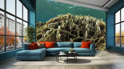 Environmental damage - abandoned fishing net caught on coral reef Wall mural