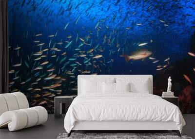 Fish coral reef sea ocean underwater Wall mural