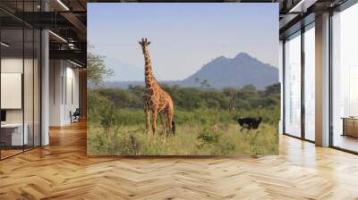 giraffe and ostrich - tallest mammal and tallest bird Wall mural