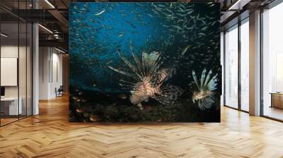 Lionfish hunting in fish school  Wall mural