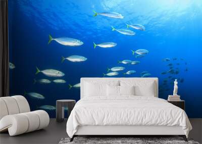 Mackerel fish in sea Wall mural